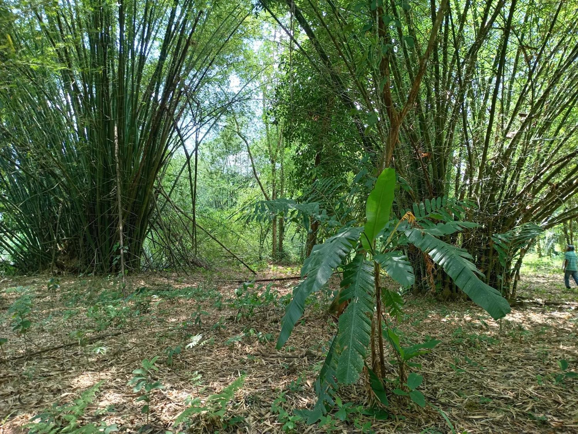 Glamping Naioth Leilighet Guápiles Rom bilde